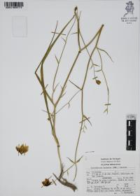 Calochortus barbatus image